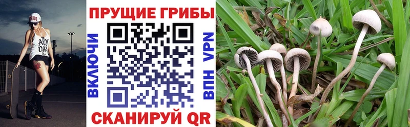 Галлюциногенные грибы прущие грибы Фокино